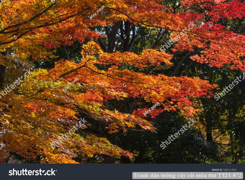 Tranh dán tường cây cối mùa thu T321-072